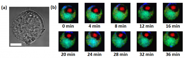 Temporal_Imaging_of_Live_Cells_by_High-Speed_Confocal_Raman_Microscopy_Fig_4
