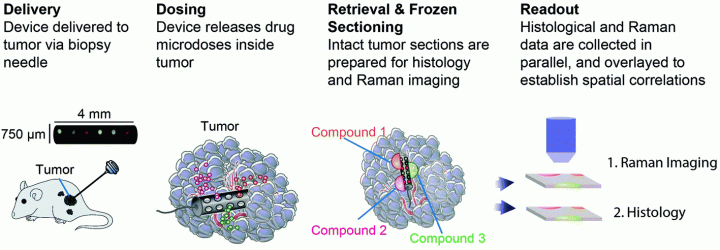 In vivo detection of drug-induced apoptosis in tumors using Raman spectroscopy