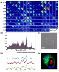 Temporal Imaging of Live Cells by High-Speed Confocal Raman Microscopy